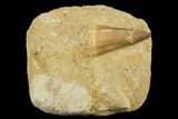 Mosasaur (Mosasaurus) Tooth In Rock - Morocco #179338-1